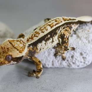 노멀 트라이 핀스트라이프 텐저린