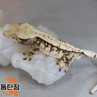 Normal Tri Extreme Harlequin White Spot Tangerine