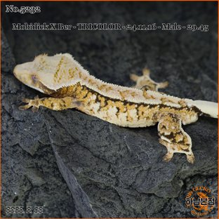 Tri Extreme Harlequin White Spot