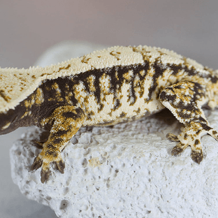 노멀 트라이 화이트포트홀 익스트림할리퀸 텐저린