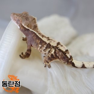 Sable Tri Extreme Harlequin White Spot White Crown White Porthole