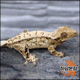 Tri Extreme Harlequin Quad White Porthole White Spot Drippy