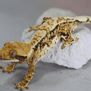 트라이 익스트림할리퀸 화이트포트홀 화이트핀 노멀 텐저린