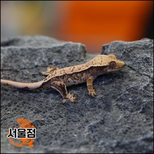 트라이 익스트림할리퀸 화이트스팟