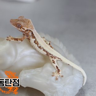 LW Sable Tri Extreme Harlequin White Spot White Crown