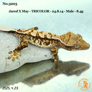 익스트림할리퀸 트라이