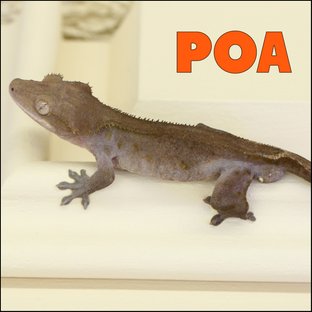 포아