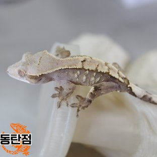 Sable Tri Extreme Harlequin White Spot White Crown