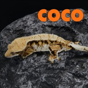 코코