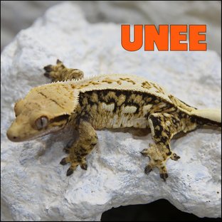 유니