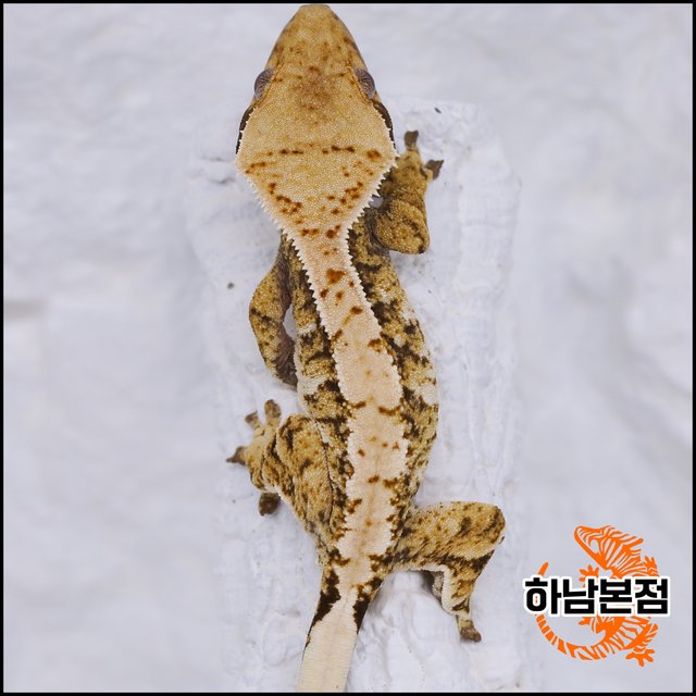 Extreme Harlequin Tri White Spot