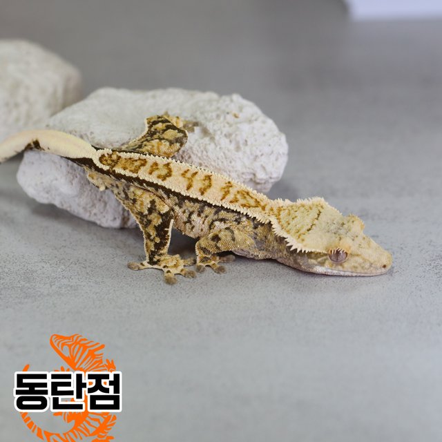노멀 트라이 핀스트라이프 익스트림할리퀸 텐저린