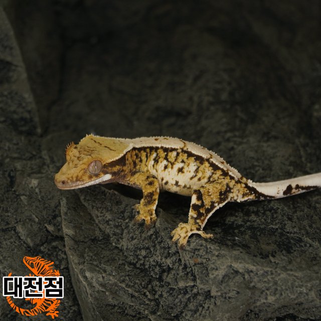 Normal Tri Extreme Harlequin White Spot White Crown White Porthole