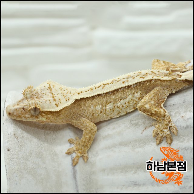 크림시클 쿼드 화이트스팟