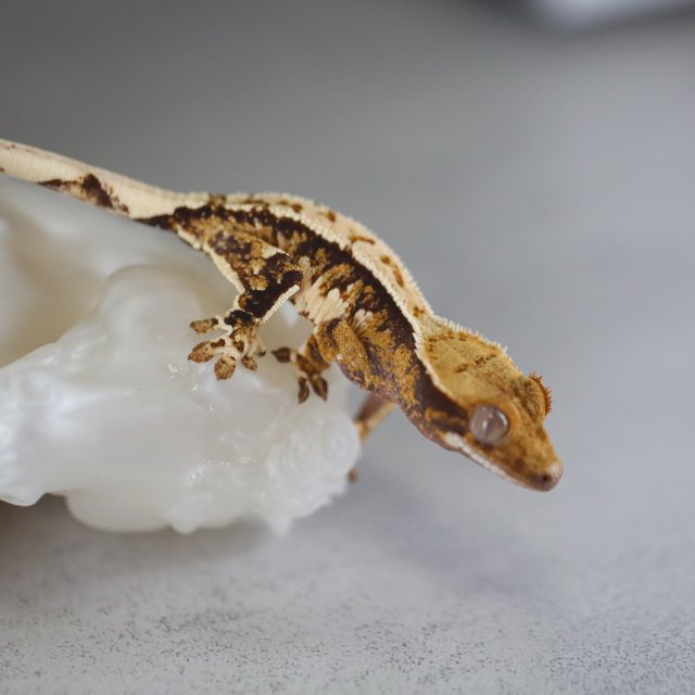 Extreme Harlequin Normal White Crown Tri White Spot Tangerine