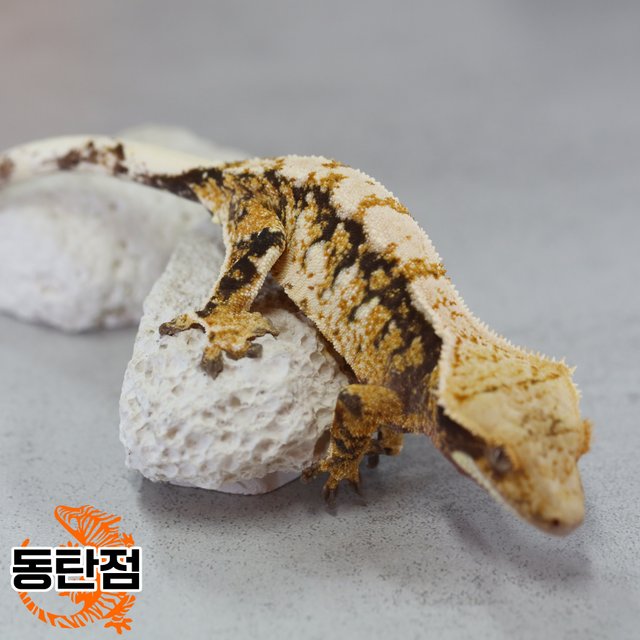 노멀 트라이 익스트림할리퀸 화이트스팟 텐저린