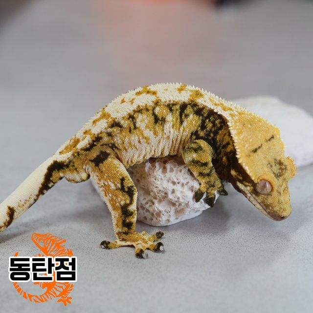 Tri Normal White Porthole Tangerine White Spot Extreme Harlequin