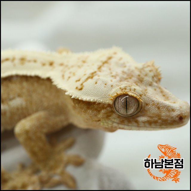 크림시클 쿼드 화이트스팟