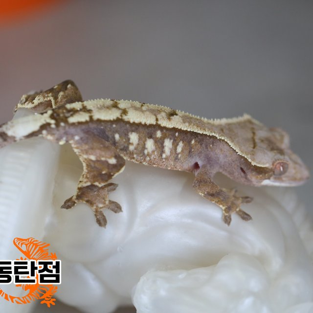 Sable Extreme Harlequin Tri White Spot White Crown