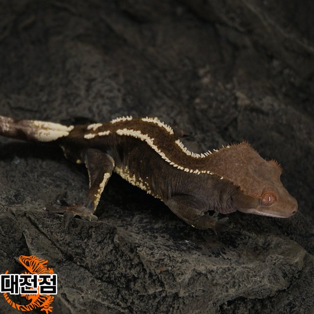 슈퍼스트라이프 카푸치노 트라이