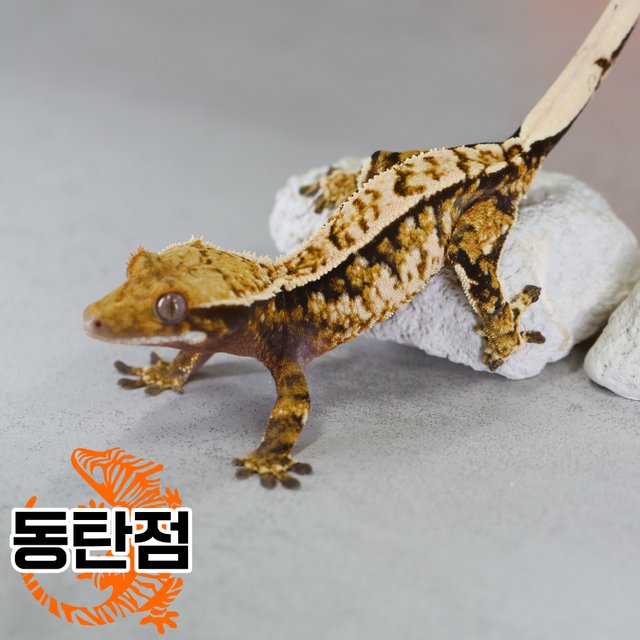 노멀 트라이 익스트림할리퀸 할리퀸 텐저린