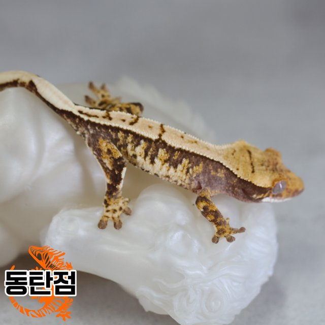 노멀 트라이 익스트림할리퀸 텐저린