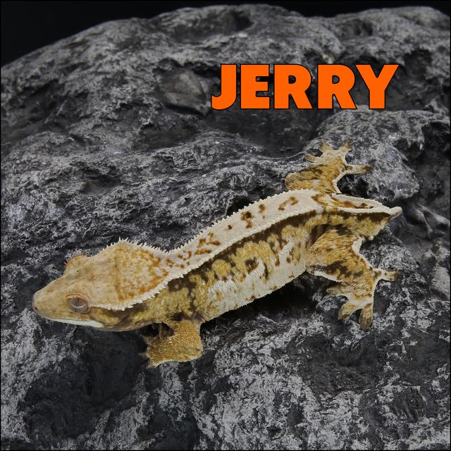 트라이