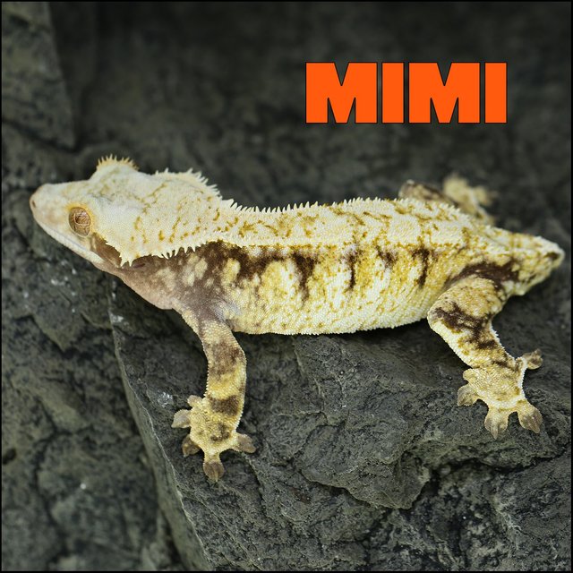 Tri Extreme Harlequin White Spot