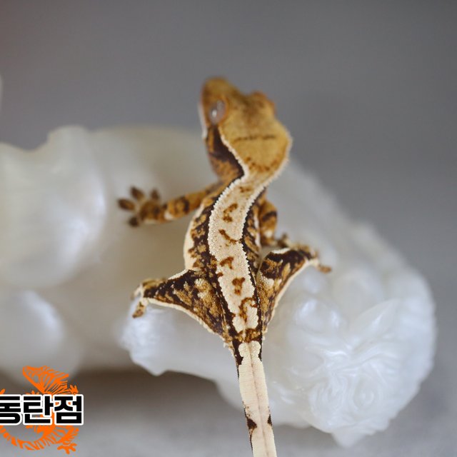 Extreme Harlequin Normal White Crown Tri White Spot Tangerine