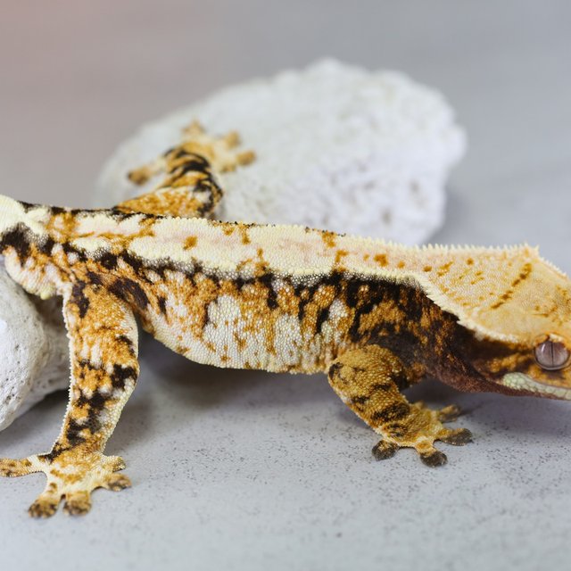 Tri Extreme Harlequin Normal White Porthole Tangerine