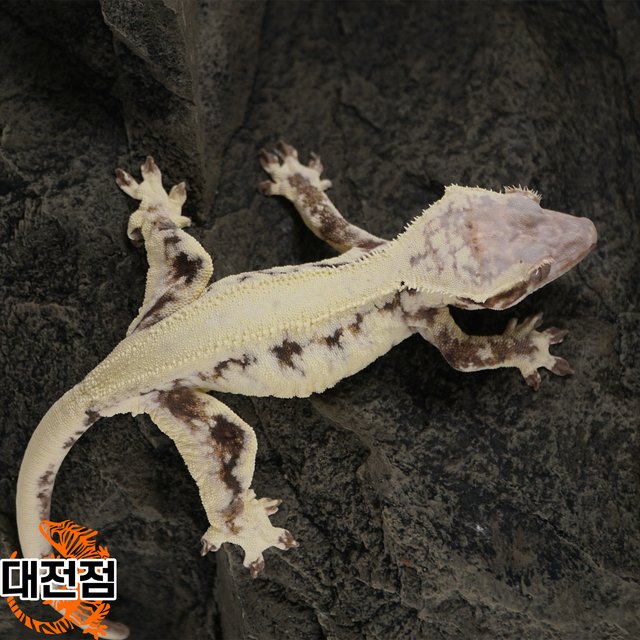 프라푸치노 솔리드백 화이트크라운 카푸치노 릴리화이트