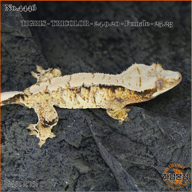 Tri Extreme Harlequin White Spot