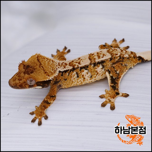 Tangerine Drippy White Spot Tri Extreme Harlequin