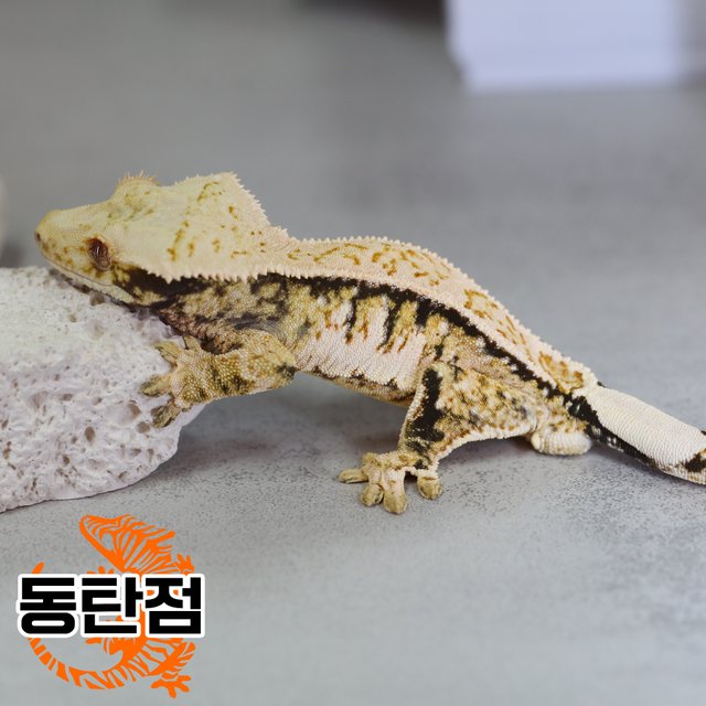 Normal Tri Extreme Harlequin Tangerine