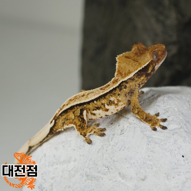 Normal Tri Quad Full Pinstripe Pinstripe Tangerine