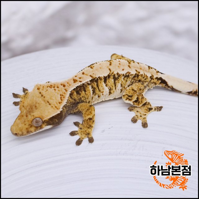 Extreme Harlequin Tri White Spot