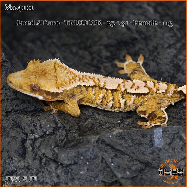 Tri Extreme Harlequin