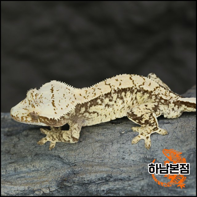 노멀 트라이 드리피 화이트스팟