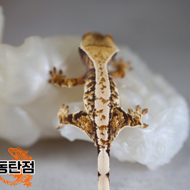 Normal Tri Extreme Harlequin Tangerine White Spot White Porthole