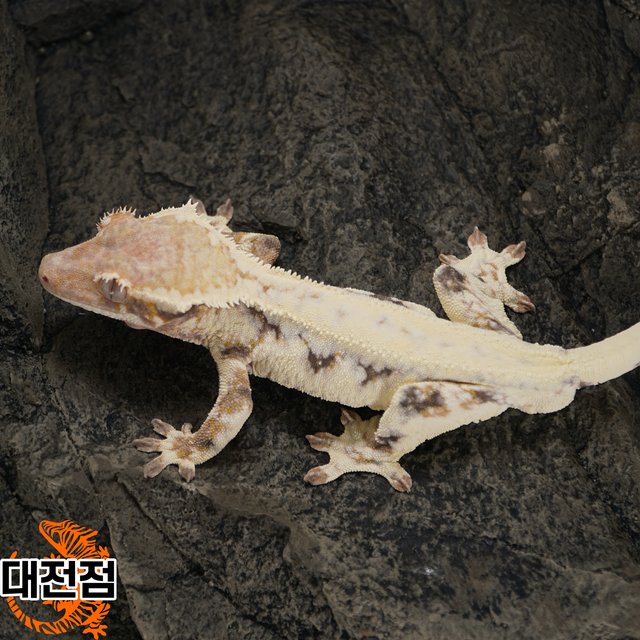 릴리 세이블 프라푸치노 카푸치노 트라이 솔리드백