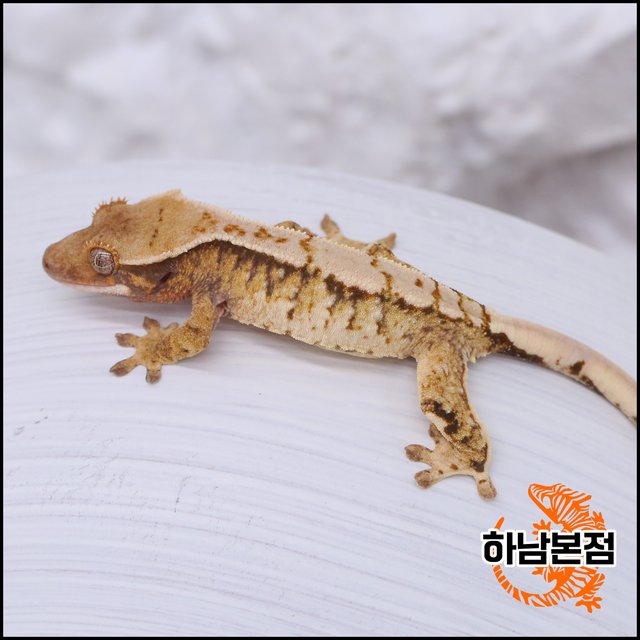 Extreme Harlequin White Crown White Spot Tri