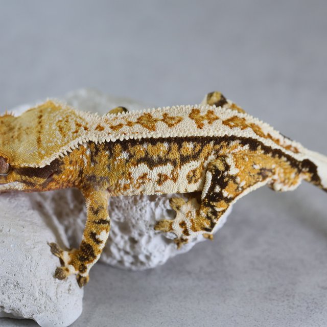 Pinstripe Tri Tangerine Normal Extreme Harlequin