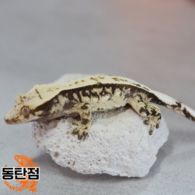 트라이 노멀 화이트핀 익스트림할리퀸