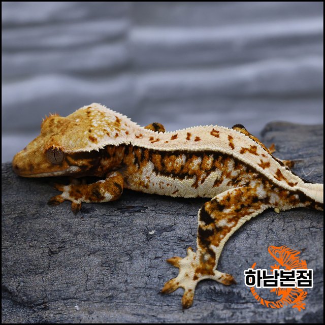 Tri White Spot Quad Full Pinstripe Tangerine Extreme Harlequin