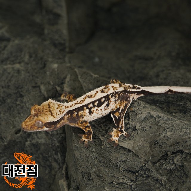 Normal Tri White Crown White Porthole White Spot Quad