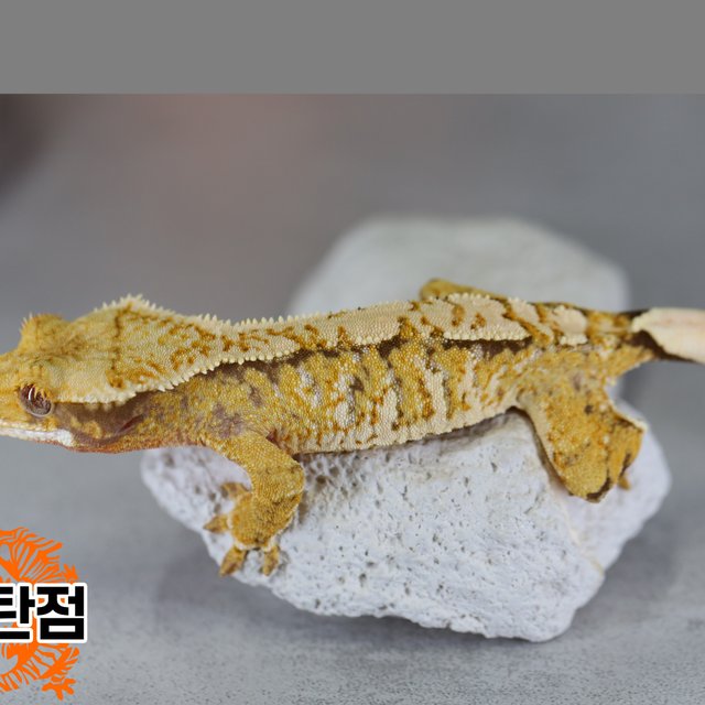 노멀 트라이 익스트림할리퀸 텐저린 화이트포트홀