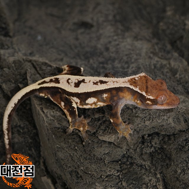 슈퍼스트라이프 쿼드 풀핀 세이블