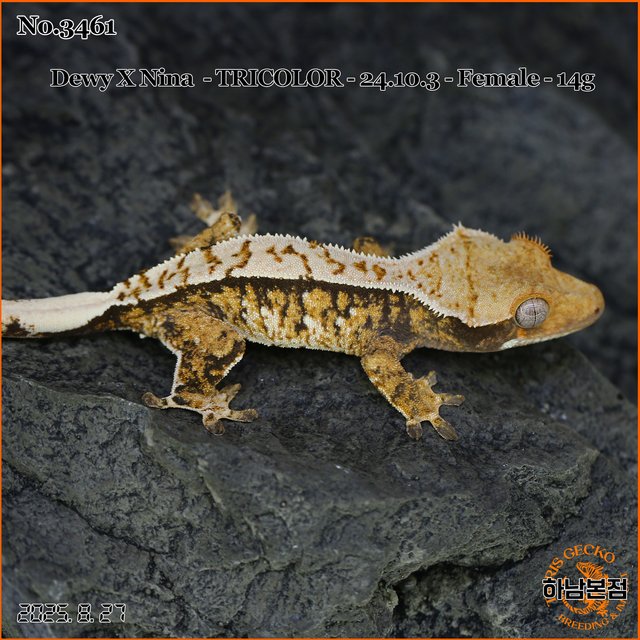 Tri Extreme Harlequin