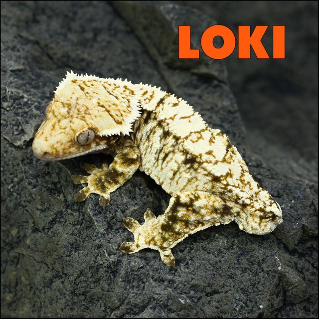 Tri Extreme Harlequin White Spot