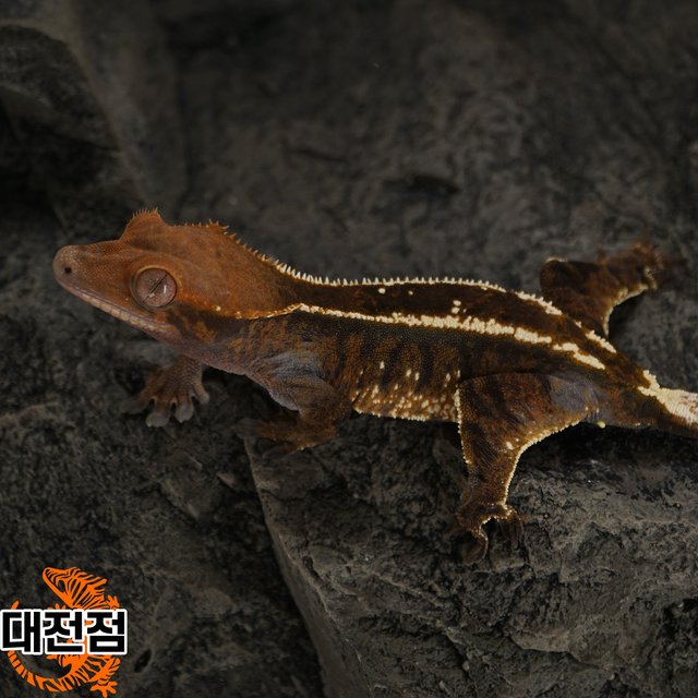 카푸치노 트라이 다크